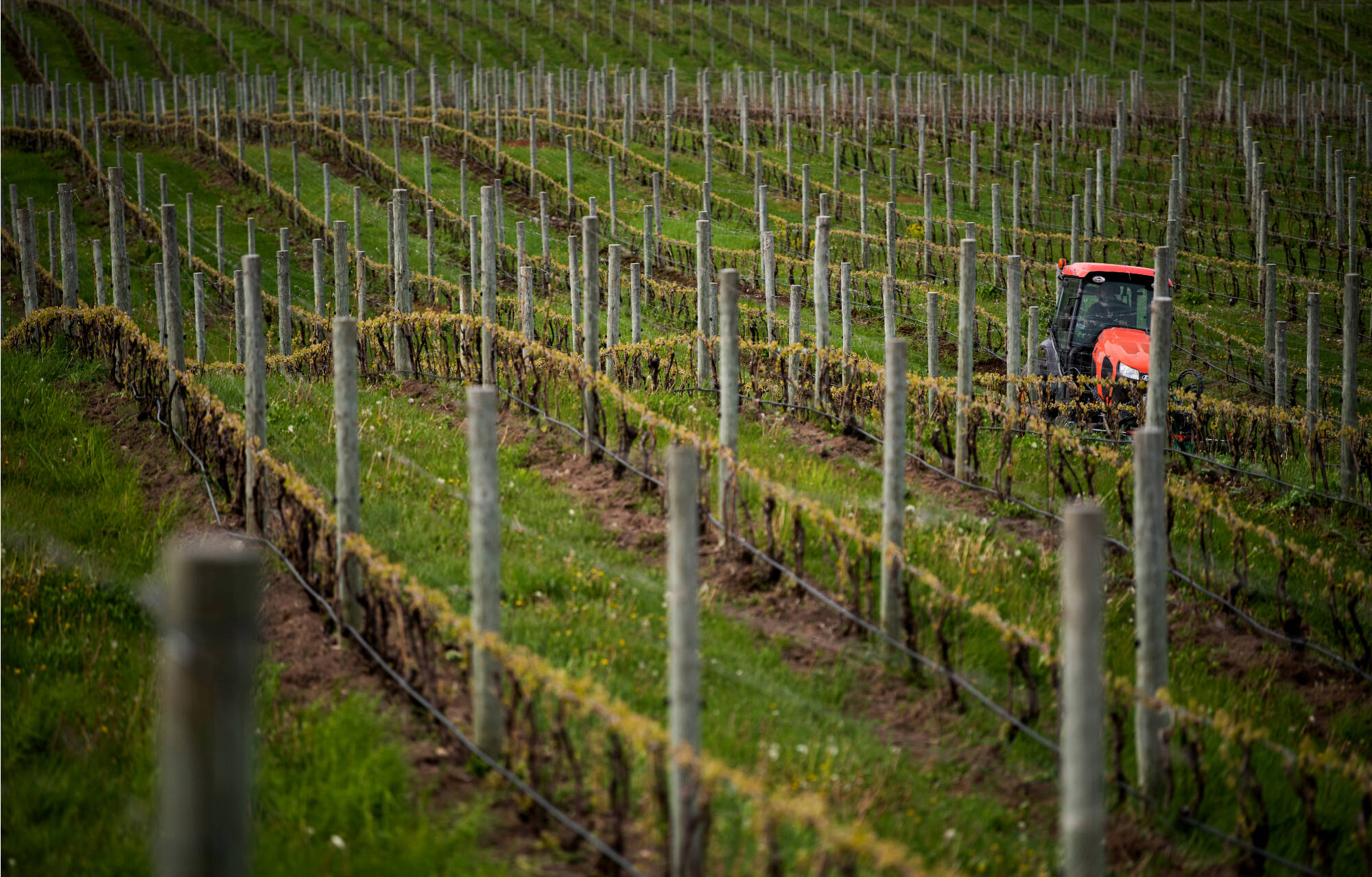 rows of grapes growing in a field and a tractor driving between the rows